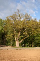 Švábenický dub